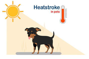 Flat illustration, Chihuahua dog standing outdoors in high temperature, heatstroke concept in animals