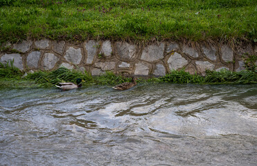A pair of water floats or ducks enjoy the calm and small river.

