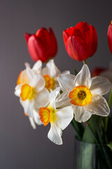 Bouquet of Red Tulips or Red Tulips (Tulipa) and White Narcissus (Narcissus poeticus) on a gray background. Play of light and shadow. Photographed in natural light.
