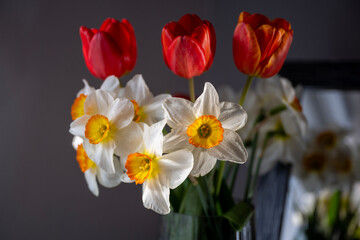 Bouquet of Red Tulips or Red Tulips (Tulipa) and White Narcissus (Narcissus poeticus) on a gray background. Play of light and shadow. Photographed in natural light.
