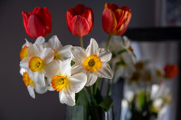 Bouquet of Red Tulips or Red Tulips (Tulipa) and White Narcissus (Narcissus poeticus) on a gray background. Play of light and shadow. Photographed in natural light.

