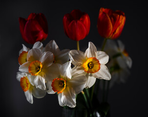 Bouquet of Red Tulips or Red Tulips (Tulipa) and White Narcissus (Narcissus poeticus) on a gray background. Play of light and shadow. Photographed in natural light.
