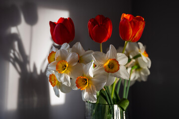 Bouquet of Red Tulips or Red Tulips (Tulipa) and White Narcissus (Narcissus poeticus) on a gray background. Play of light and shadow. Photographed in natural light.
