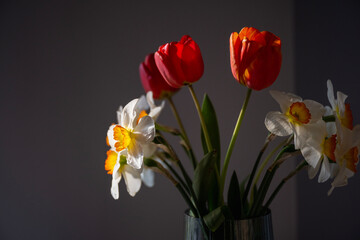 Bouquet of Red Tulips or Red Tulips (Tulipa) and White Narcissus (Narcissus poeticus) on a gray background. Play of light and shadow. Photographed in natural light.
