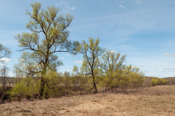 Trees with young leaves on the edge of the field, sunny spring morning