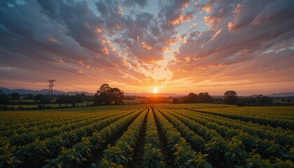 Breathtaking Sunset Over Lush Green Fields and Vibrant Sky