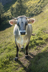 Austrian Alpine cows graze freely in the mountains, he has bells hanging around his neck