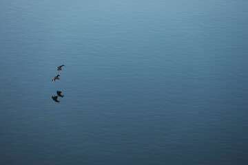ducks landing © Klimczak-Krajewska
