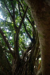 view looking up into large tree branches, vertical