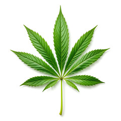 Close up, Cannabis or hemp or marijuana green fresh leaf isolated on white background 