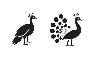 vector illustration of a swan