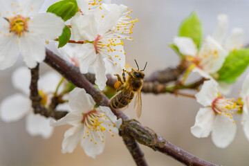 A bee diligently collecting sweet nectar from a beautiful blossom during the spring season