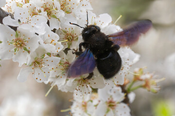  Große Blaue Holzbiene bestäubt Obstblüten