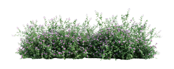 PNG Cosmos bush bushes flowers plants.