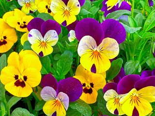 Pancies, violas with flowers in rich colors, with both summer- and winter-flowering varieties