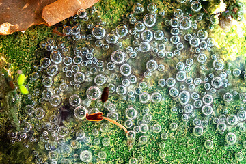 Close up of a polluted water with moss and air bubbles on the surface