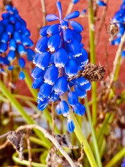 close-up of purple muscari flowers in bloom