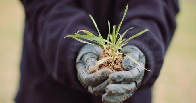 Woman holds tuft of couch grass from overgrown field