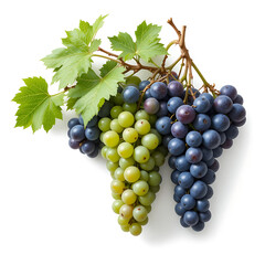 Close up, Fresh grape vine isolated on white background