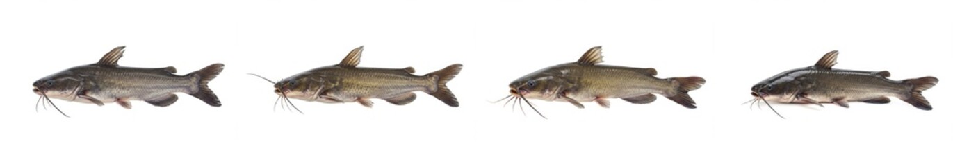 Fototapeta premium Channel Catfish Quartet on White - Four channel catfish, showcasing their size and shape variations, are displayed against a clean white background. The symbolizes nature, fishing, aquatic life, food
