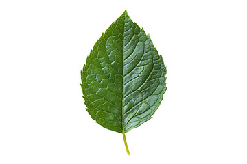 Fresh mint leaf Isolated on White and Transparent Background PNG Image.