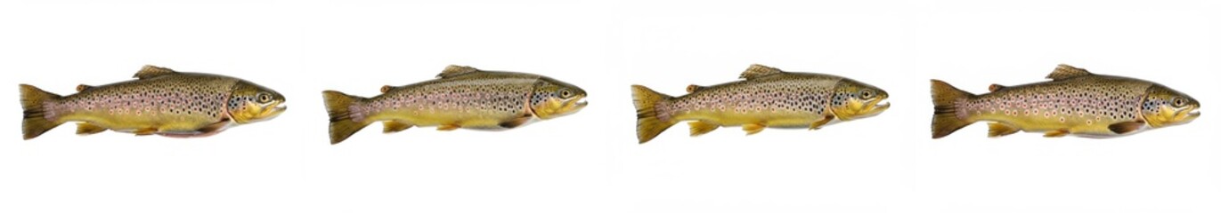 Brown Trout Quartet on White - Four brown trout, swimming in formation, symbolize nature, wildlife, fishing, freedom, and aquatic life. Clean white background