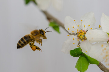 A Honey Bee Pollinating a Beautiful White Blossom During the Vibrant Spring Season