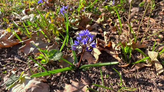 The alpine squill Scilla bifolia - purple flowers of a wild early flowering plant in spring