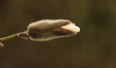 magnolia bud