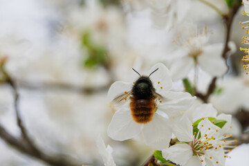 A Beautiful Bee Pollinating Cherry Blossom Flowers During the Vibrant Spring Season