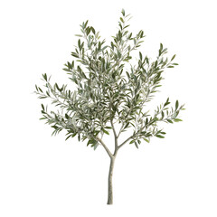 3D Olive Tree Sapling with Narrow Silver Green Leaves Isolated on Transparent Background