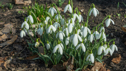 A delicate snowdrop blooms in spring, heralding the arrival of warmer days. Its pure white petals contrast beautifully with the fresh green surroundings, symbolizing renewal and hope.