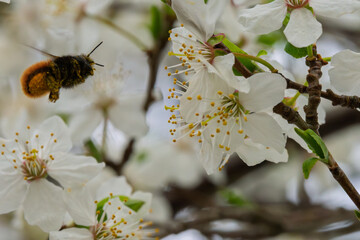 A Beautiful Bee Pollinating Cherry Blossom Flowers During the Vibrant Spring Season