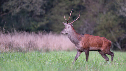 Red deer stag in alert walking in a clearing at dawn. Cervus elaphus, Sologne, Loiret 45, région Centre Val de Loire, France, European Union, Europe