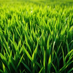 Fototapeta premium Lush vibrant green grass texture, perfect for spring backgrounds, fresh, leaf, peaceful