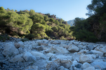 Landscape of the southern Spain. It is the channel of a dry river full of songs shot with limestone and with a forest of mediterranean low pines on both sides. It is summer and the sky is clear