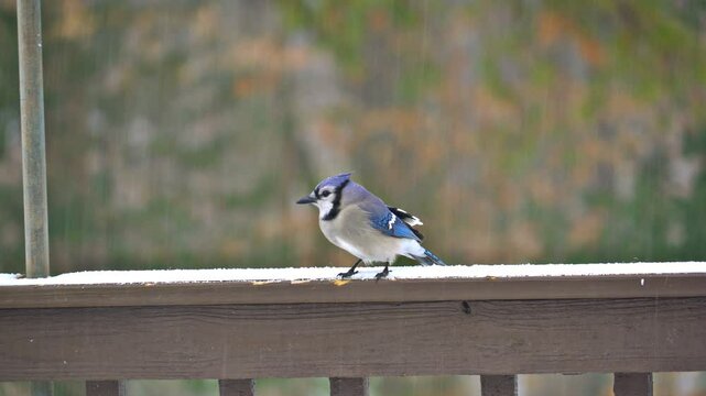 Close up of a vibrant, blue colored Blue-Jay on deck railing during a winter storm.