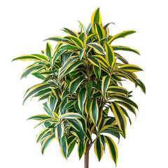 A Large Dracaena Reflexa Song of India with Variegated Leaves Isolated on Transparent Background