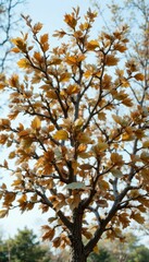 Fototapeta premium Beautiful autumn tree with golden leaves against clear blue sky