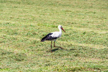 The white stork (Ciconia ciconia) in freshly cutted grass field near Ostroleka, Poland, August 2021