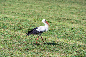 The white stork (Ciconia ciconia) in freshly cutted grass field near Ostroleka, Poland, August 2021