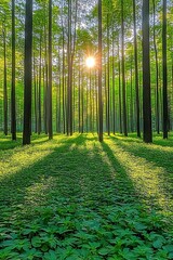 Sunlit Forest Path with Green Trees.