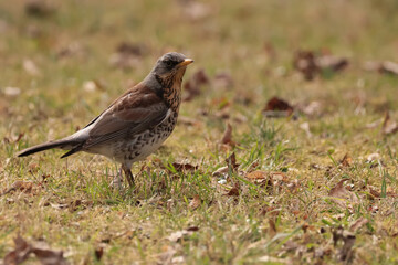 Obraz premium Fieldfare (Turdus pilaris)