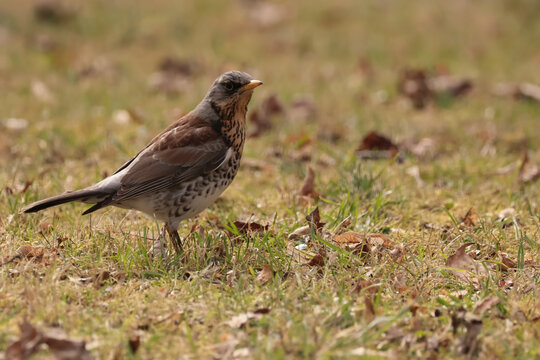 Fieldfare (Turdus pilaris)