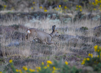 Chevreuil dans la lande de Ploumanac'h en Bretagne