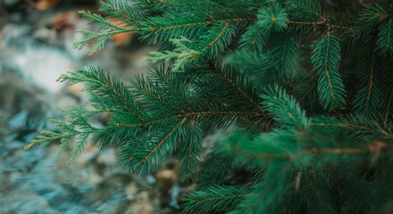 Verdant Evergreen Foliage Natural Conifer Branch Texture for Eco-Friendly Branding and Biophilic Design in Modern Wellness Spaces