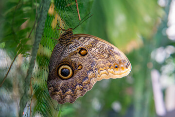 beautiful large butterfly Caligo memnon – a butterfly found in Central and South America. a butterfly called an owl. an insect sitting on a net.