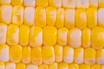 Yellow corn kernels on the cob, dense rows of corn seeds as background, overlay for artwork. Top view close-up. Macro photography.
