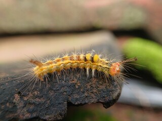 Fototapeta premium Very beautiful yellow hairy caterpillar