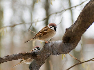 Close up of a sparrow sitting on a tree branch in winter in a park. Wildlife, Birds